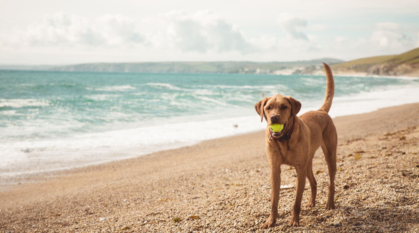 Hund am Strand
