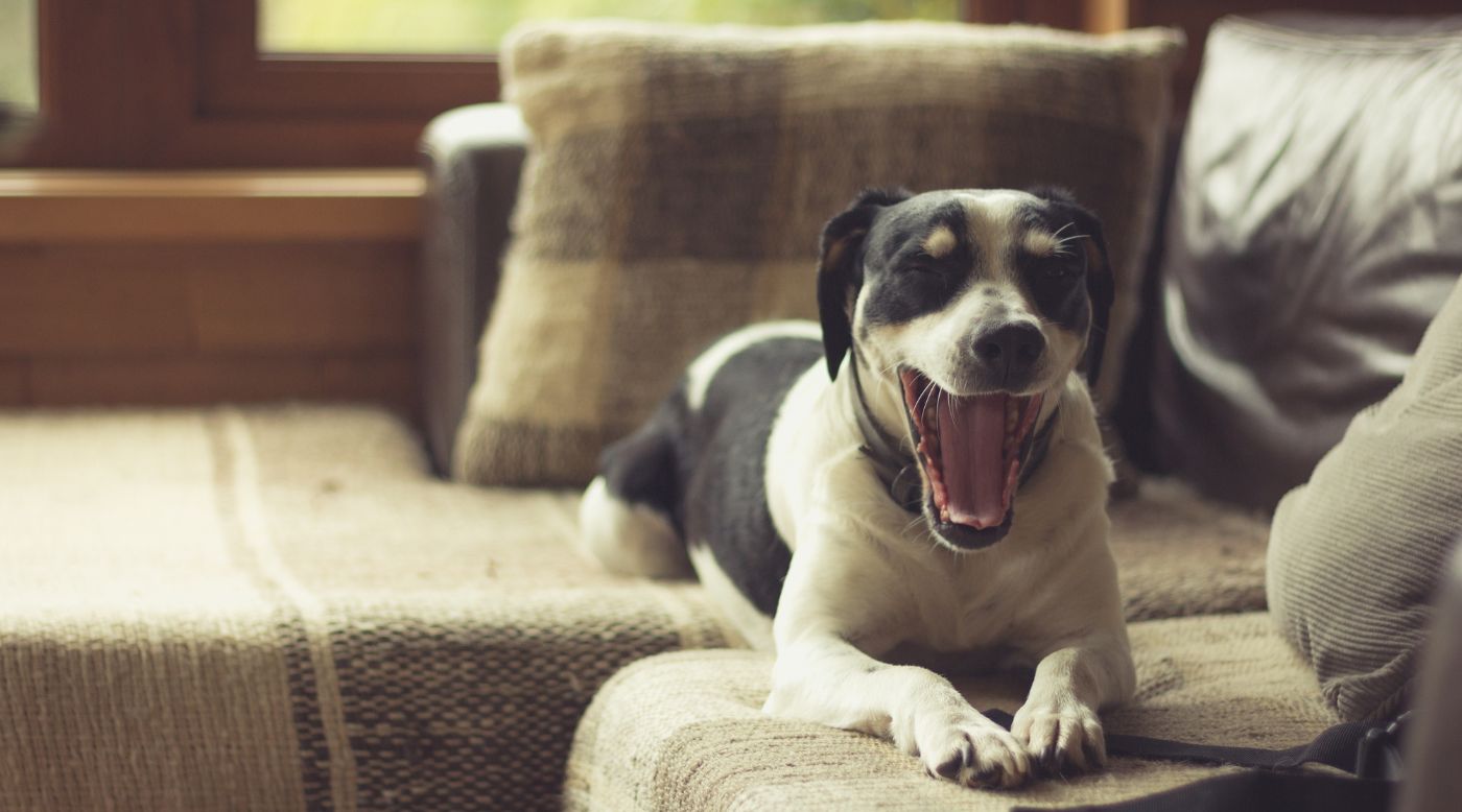 • Hund gähnt im Wohnzimmer, Maul geöffnet