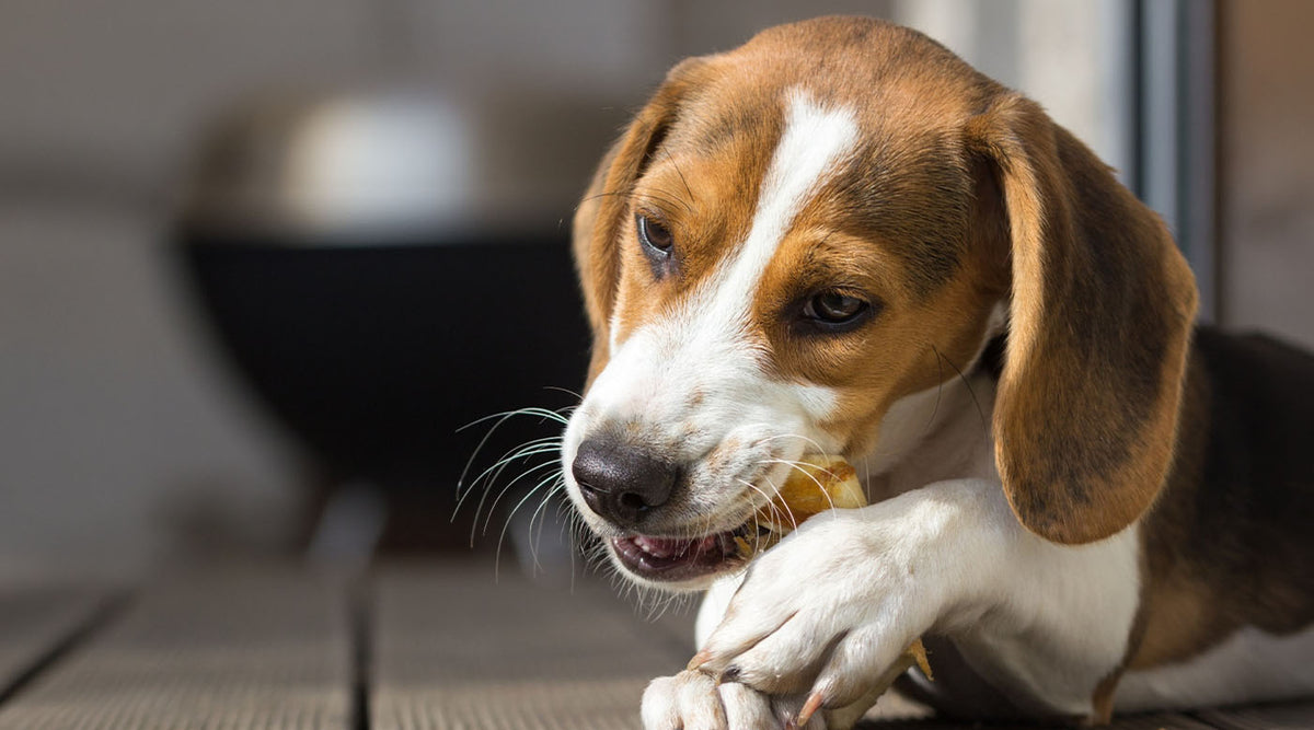 Dein Hund knabbert plötzlich vorsichtiger an seinem Lieblingssnack?