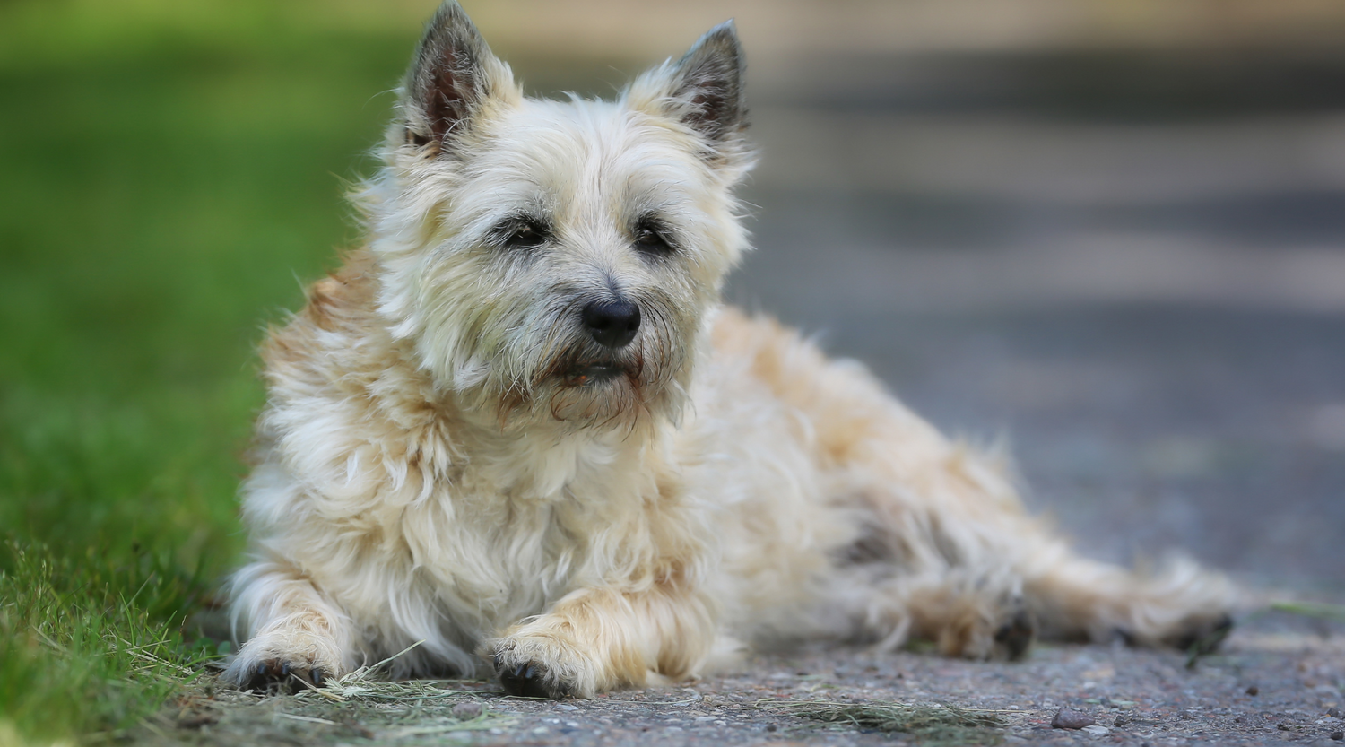 Hund liegt nach Wanderung entspannt im Schatten