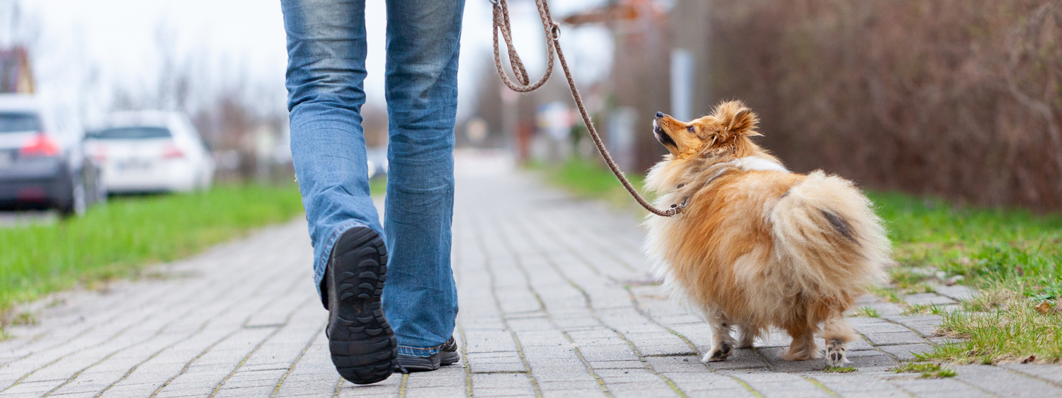 Warum Leinenpflicht im Frühling so wichtig ist