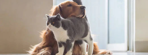 Welche Impfungen brauchen Hund und Katze?