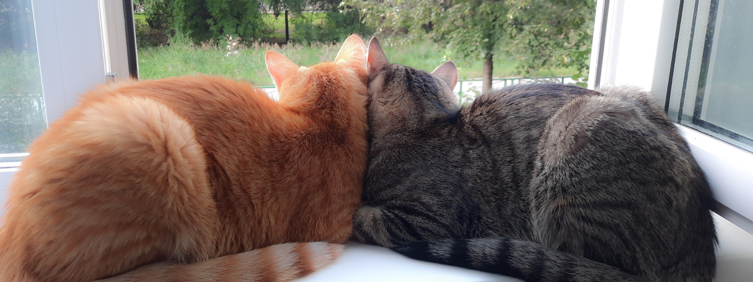 Rolligkeit im Frühling: Was Katzenhalter jetzt wissen müssen