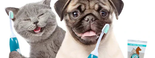 Präventive Zahnpflege bei Haustieren: Der Nutzen von Ultraschallzahnbürsten