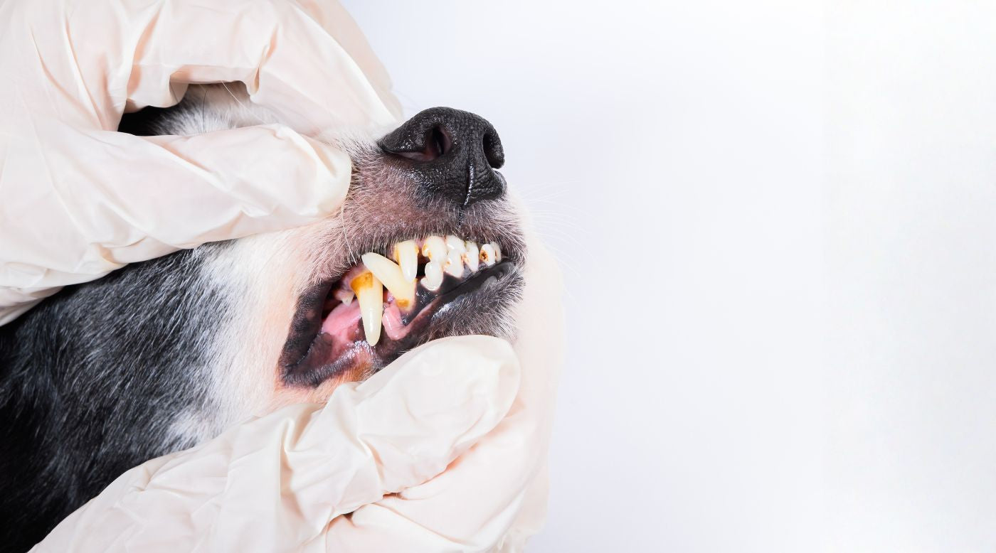 Nahaufnahme Hundezähne mit gelblichen Belägen