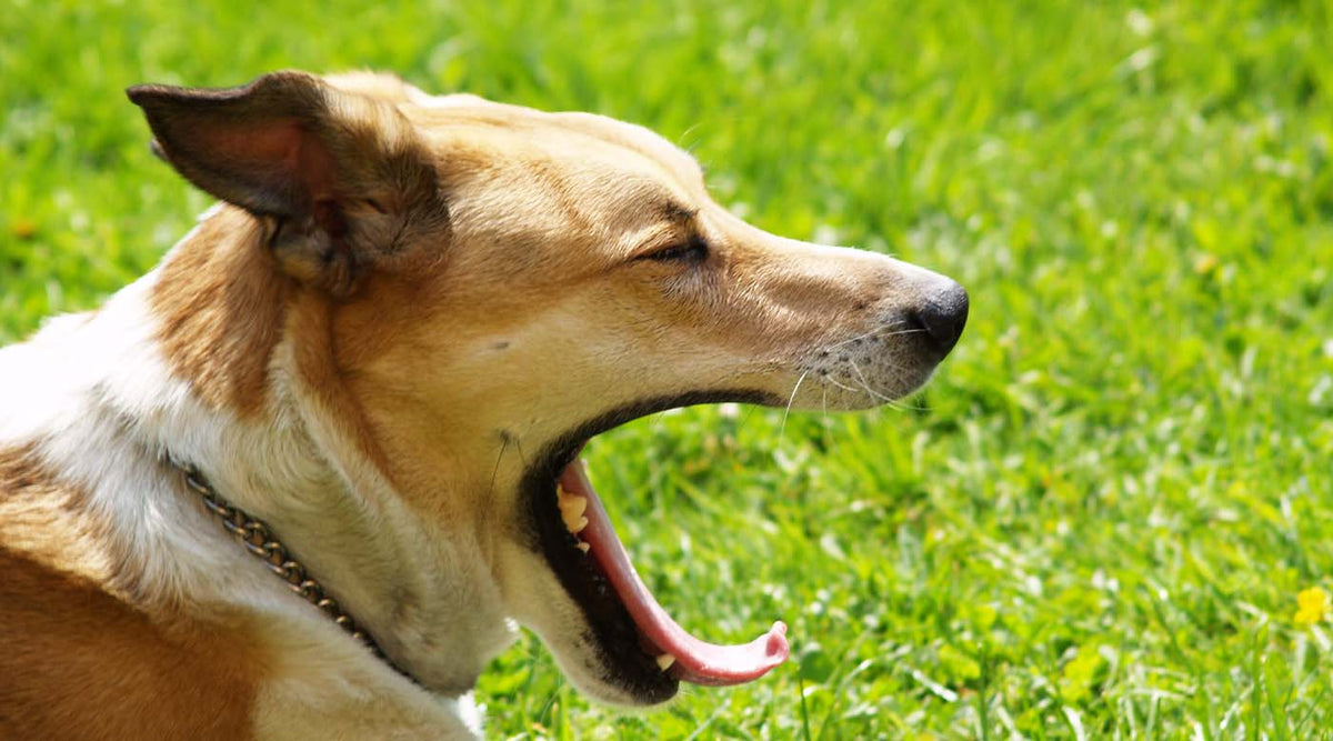 Nach dem Gähnen schließt dein Hund das Maul langsamer?
