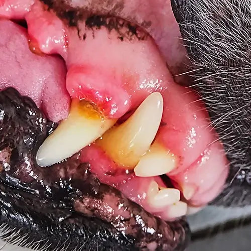 Hund mit Zahnfleischerkrankungen
